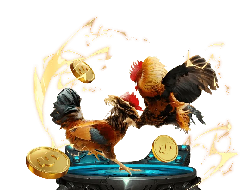 Người chơi phân tích dữ liệu gà chọi trước trận đấu